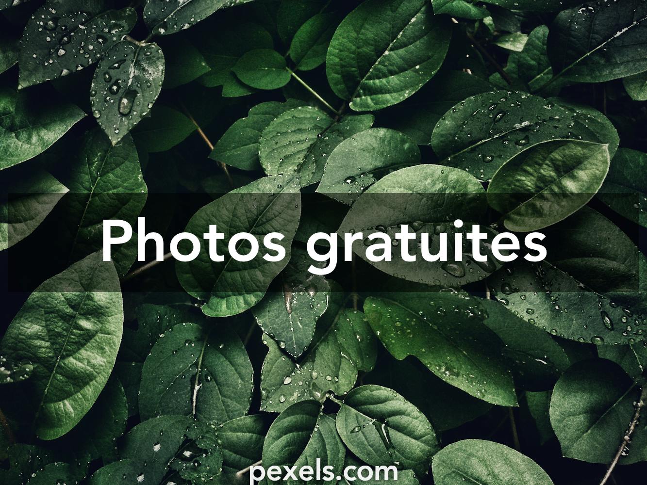 Les Plantes Qui Poussent Dans Le Sol - Les Progrès De La Plante Banque  D'Images et Photos Libres De Droits. Image 35882724