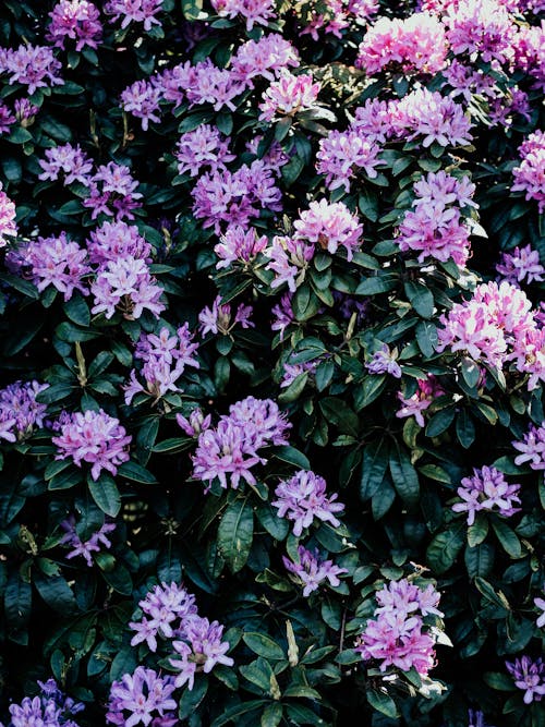 Kostnadsfri bild av blomfotografi, blomning, delikat