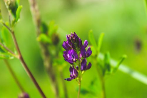 Free Vibrant purple flower with blurred green background, showcasing nature's beauty. Stock Photo