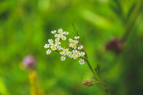 無料 白い花びらの花のセレクティブフォーカス 写真素材