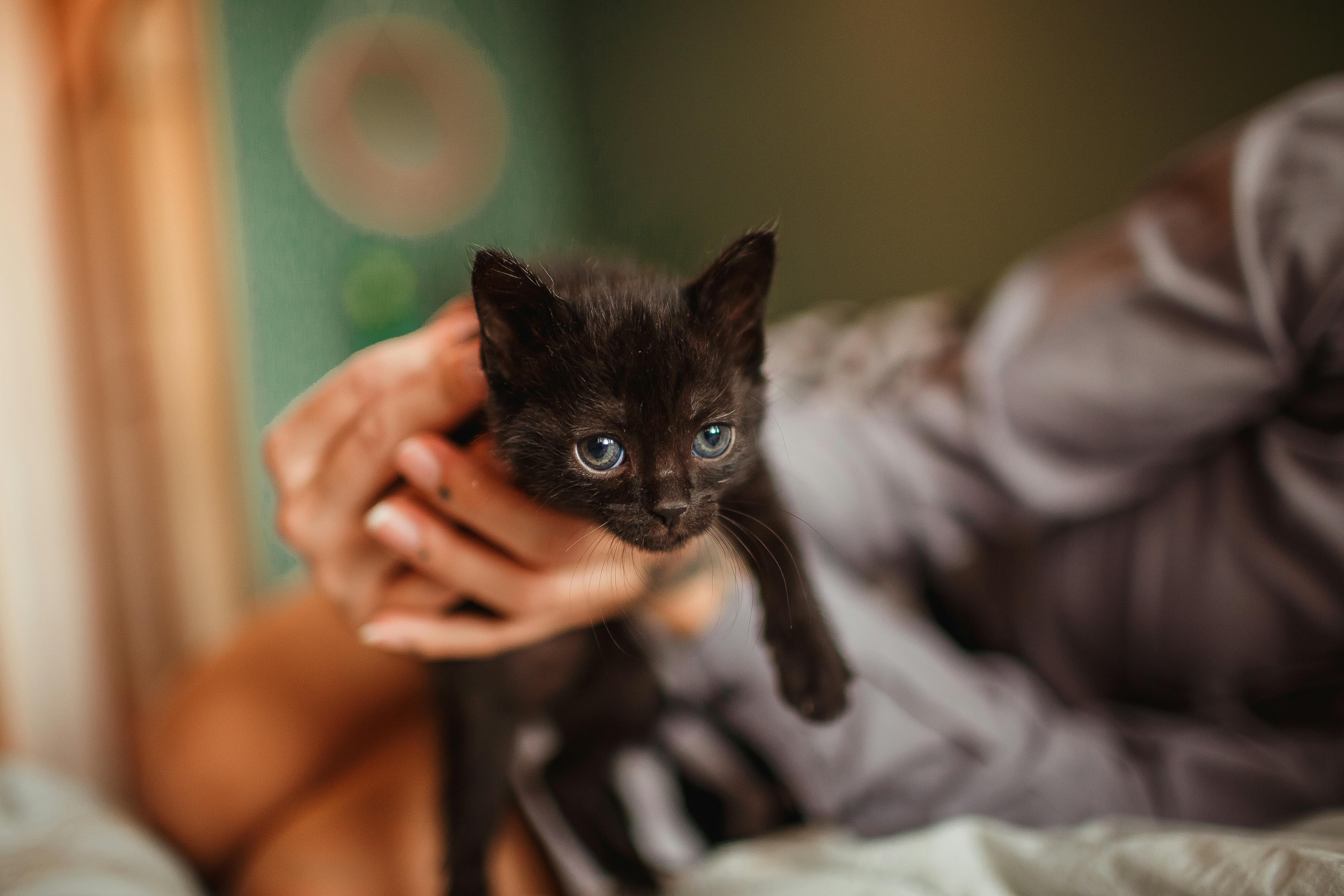 A close-up portrait of a cute black kitten being gently held by an adult indoors.