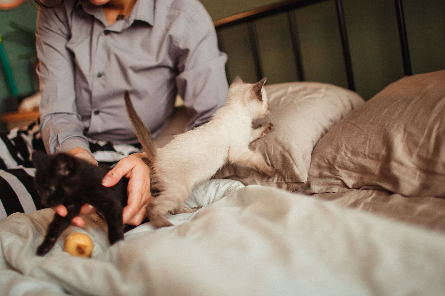 Best Top Eco-Friendly Cat Beds Under $50 (2026) – Sustainable Comfort Without Breaking the Bank