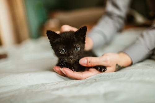 Free Black Kitten held by a Person  Stock Photo