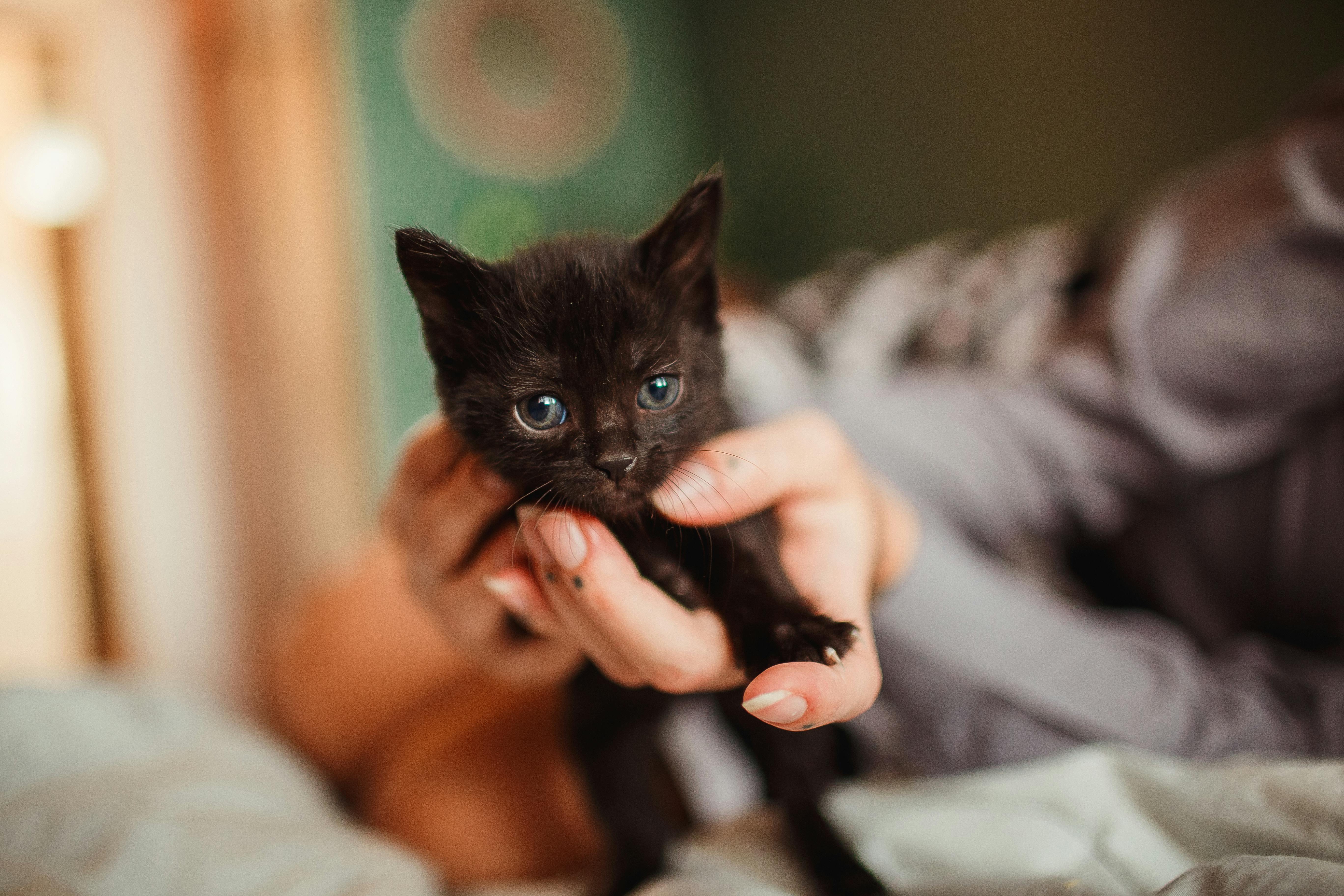 Newborn Black Kitten