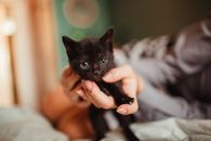 Black Cat on Persons Hand