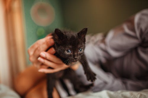 Free Adorable Black Kitten held by a Person Stock Photo
