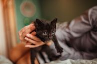 Person Holding Black Kitten on White Textile