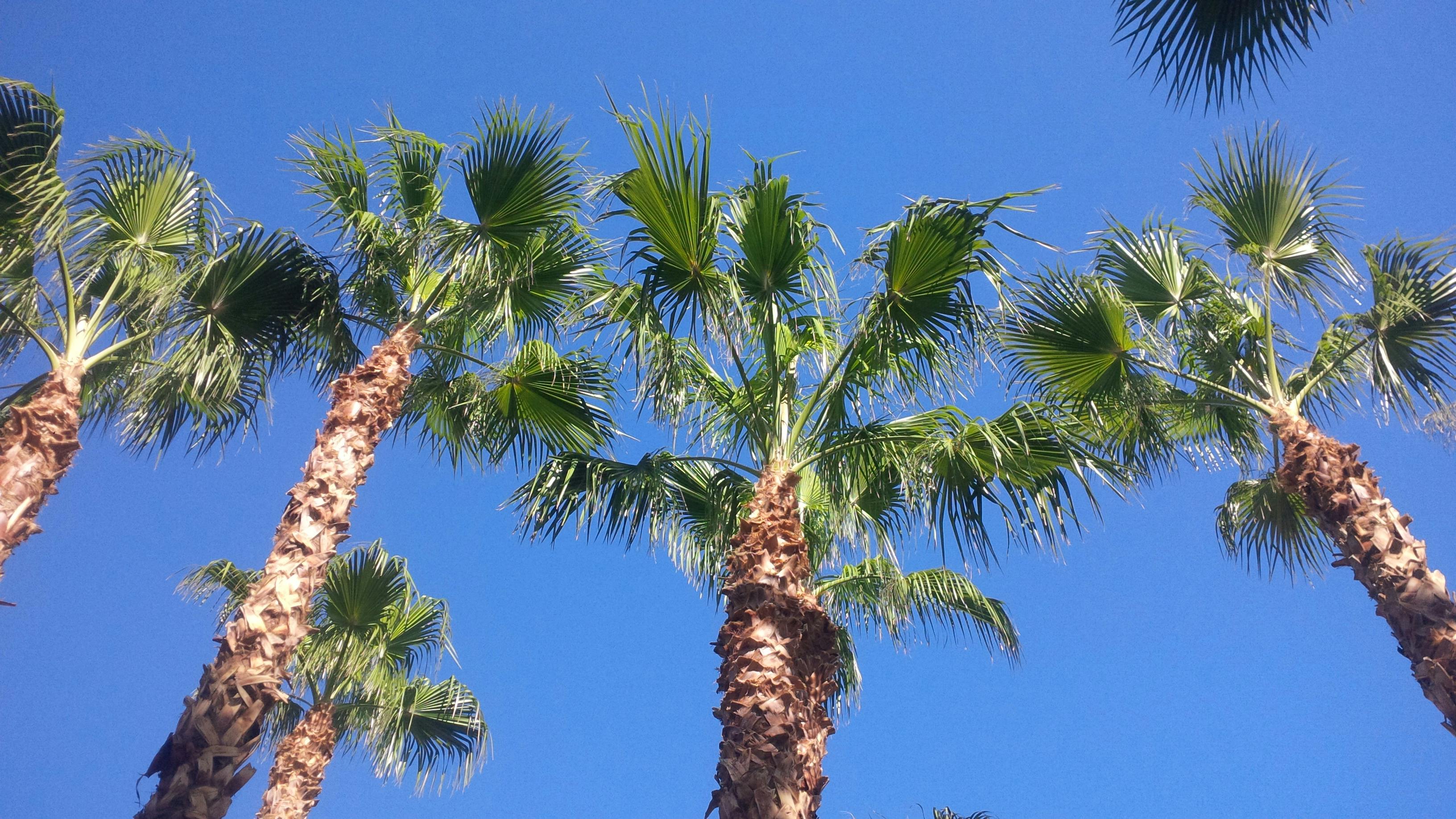 Free stock photo of blue sky, palm trees