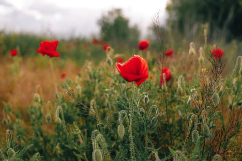 Poppy Flowers in Bloom 