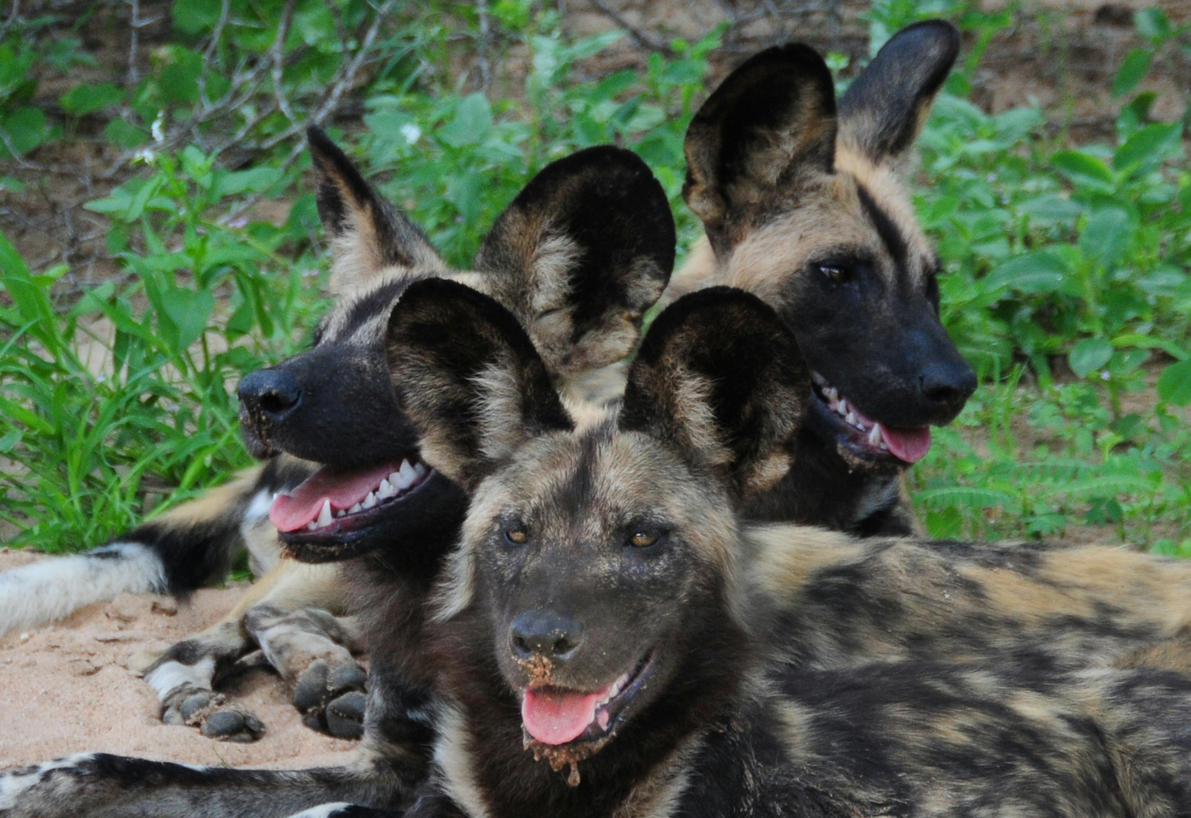 アフリカの野生の犬 絶滅危惧種 野生動物の無料の写真素材