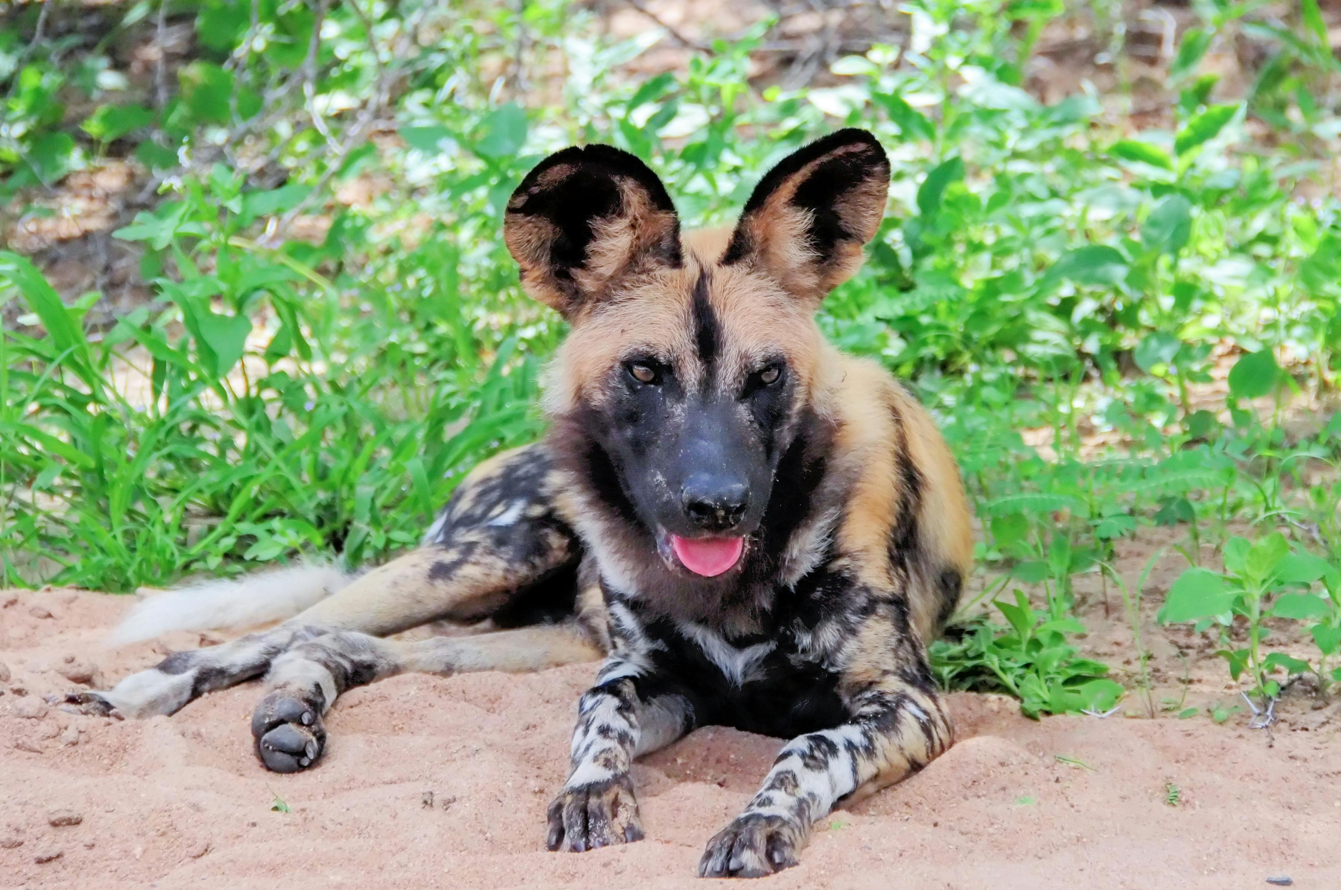 Kostenloses Foto Zum Thema Afrikanischer Wilder Hund Safari Wildes Tier
