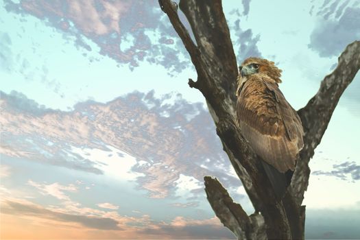 Majestic eagle perched on a tree branch under vibrant sky, capturing the essence of wildlife.
