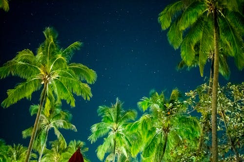 Low Angle Shot of Coconut Trees under Starry Sky 