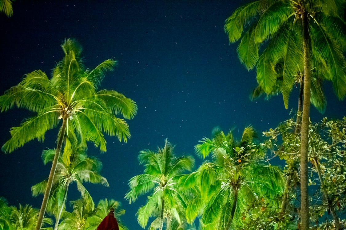 Gratis lagerfoto af blå himmel, kokostræer, lavvinkelskud