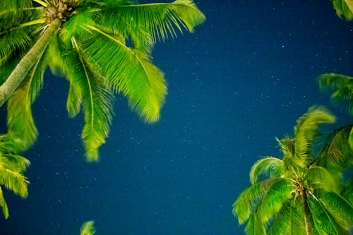 Free stock photo of clear sky, coconut tree, coconut trees