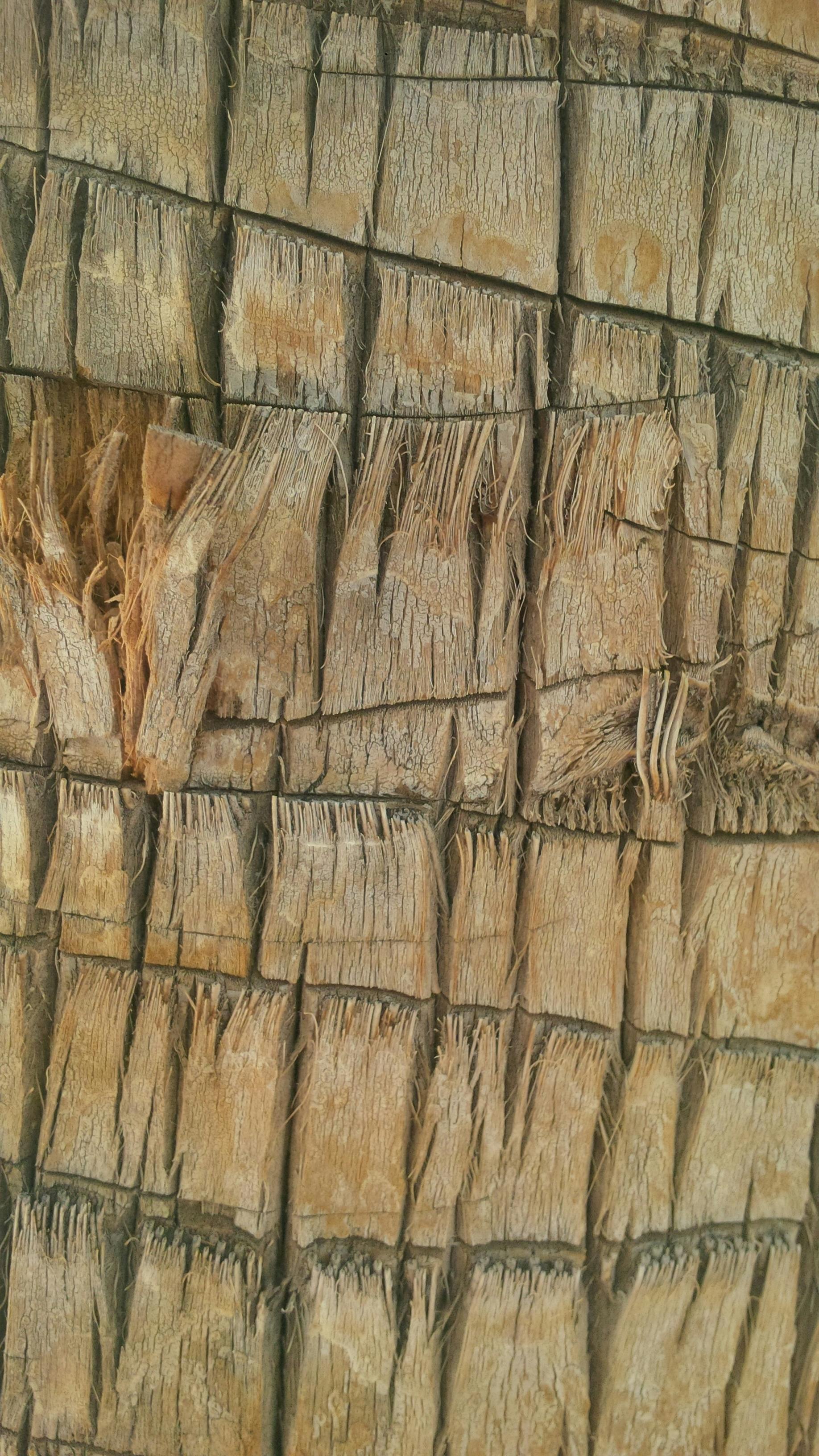 Free stock photo of background, brown, grain