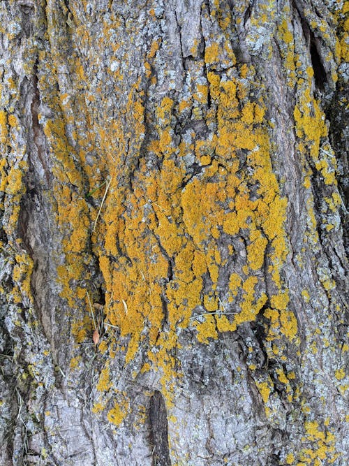 Бесплатное стоковое фото с древесная кора, крупный план, мох