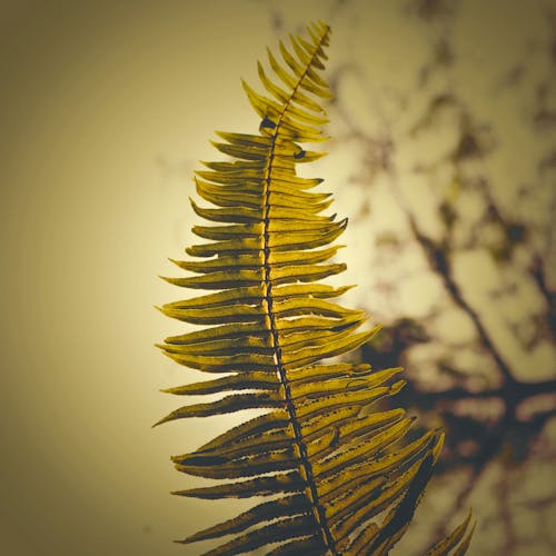 Free stock photo of ferns, forest, green