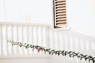 Crisp white balcony with climbing vine, capturing minimalist aesthetic and natural light.