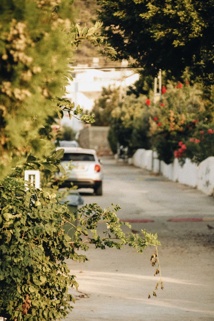 A Road With Roadside Plants