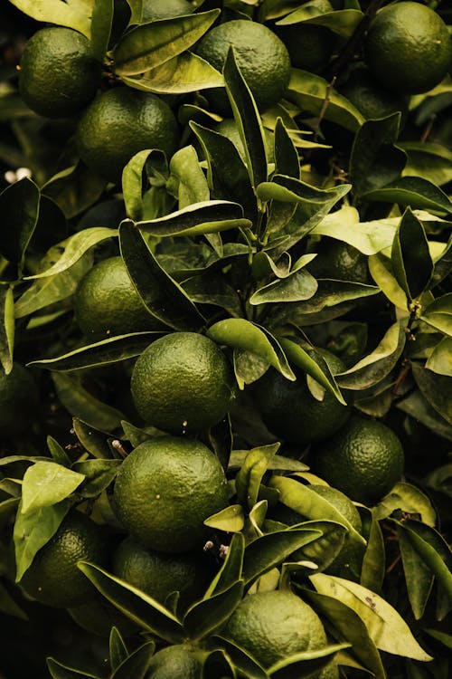 Close-Up Shot of Fresh Limes 