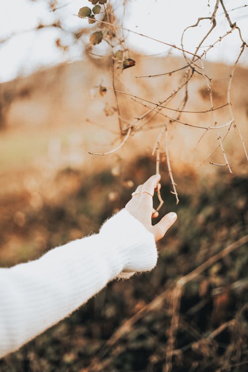A Person in White Long Sleeve Touching a Leafless Stem