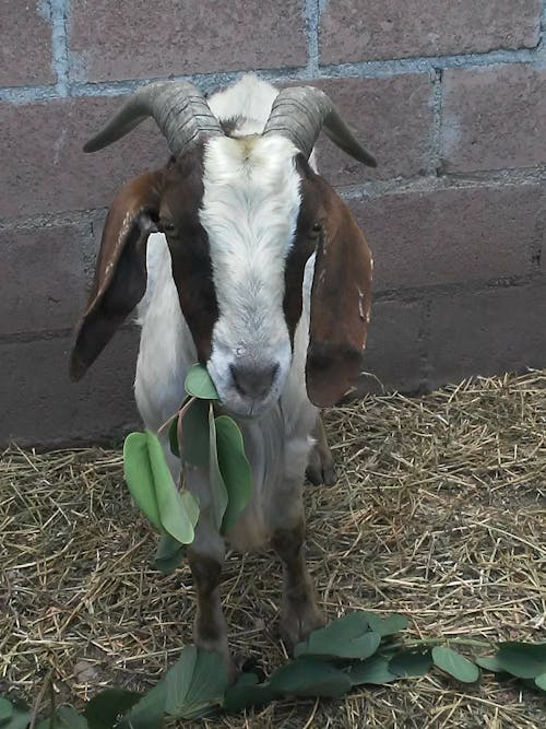 Ingyenes stockfotó állat, élet, farm témában