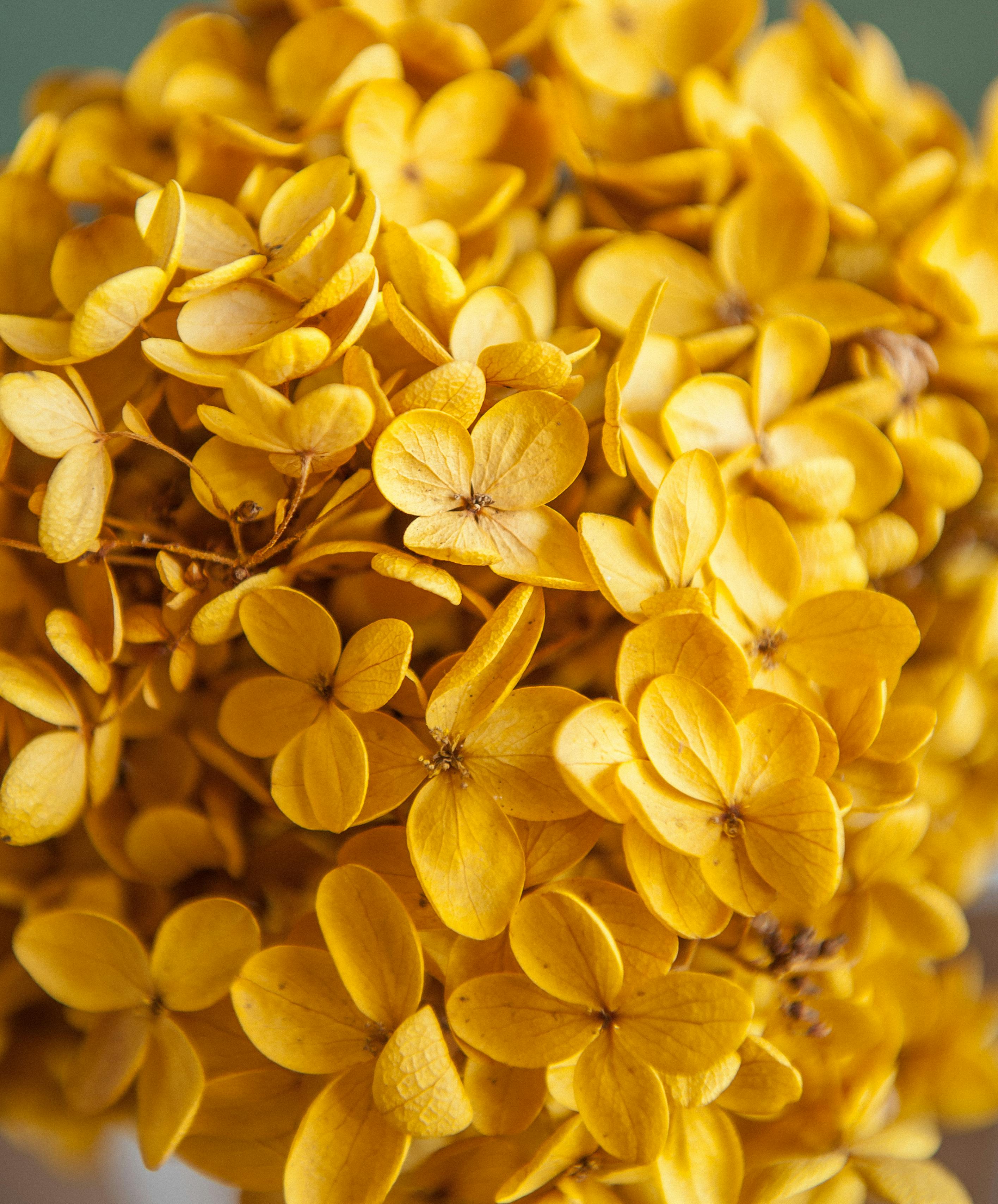 Image of Close-up of yellow hydrangea flower