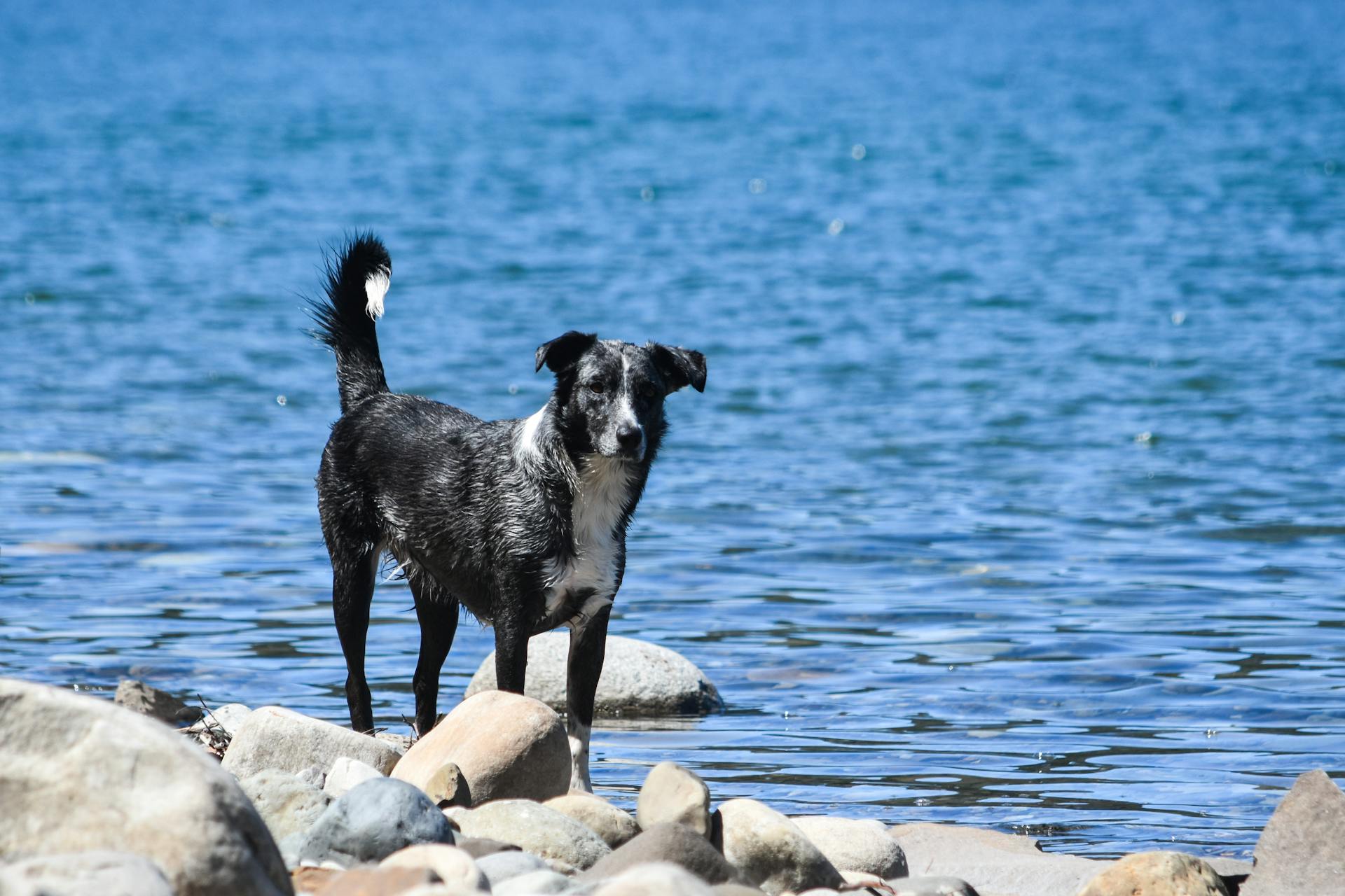 Black Koolie Dog near a Body of Water