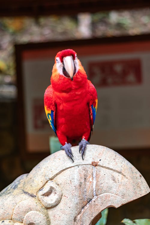 Close-Up Shot of a Macaw Perched on a Stone