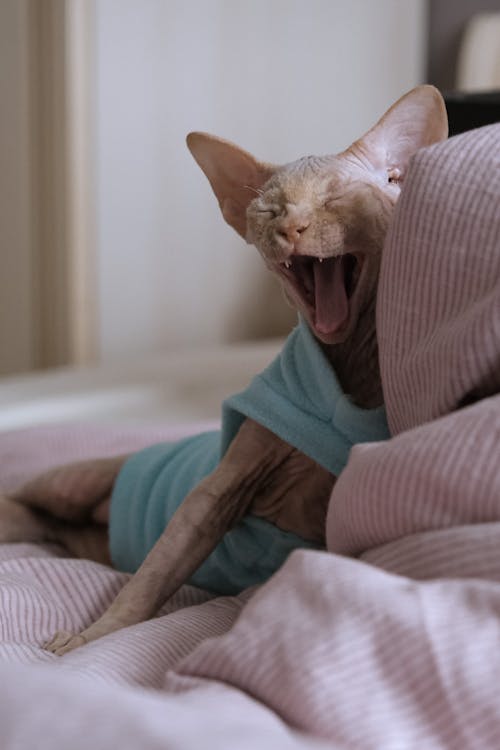 Photo of a Sleepy Sphynx Cat