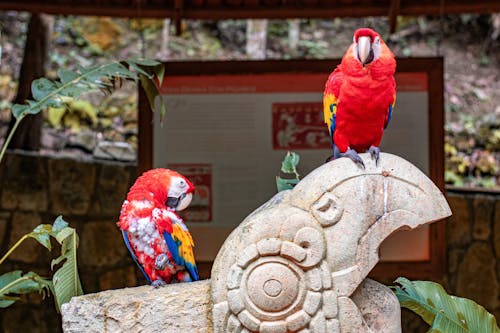 Free Photo of Scarlet Macaw Parrots Stock Photo