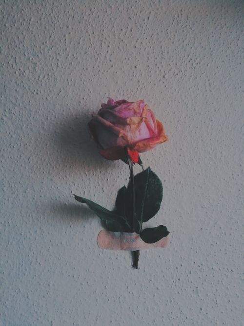 Free A single pink rose, creatively attached to a wall with a bandage, conveying juxtaposition. Stock Photo