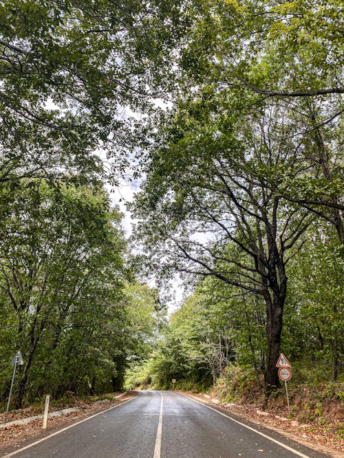 Imagine de stoc gratuită din arbori, asfalt, călătorie