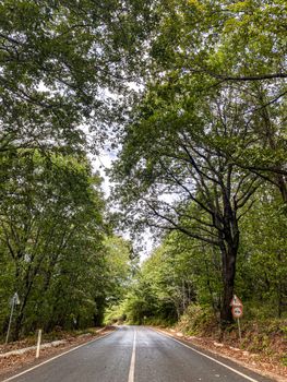 A peaceful rural road lined with dense trees, perfect for countryside travel.