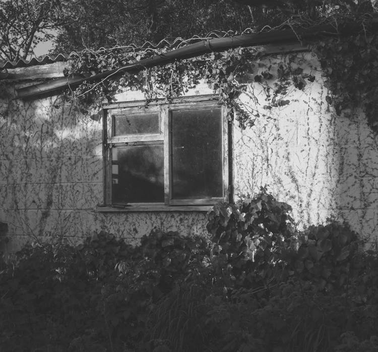 Facade Of An Abandoned House Overgrown With Trees