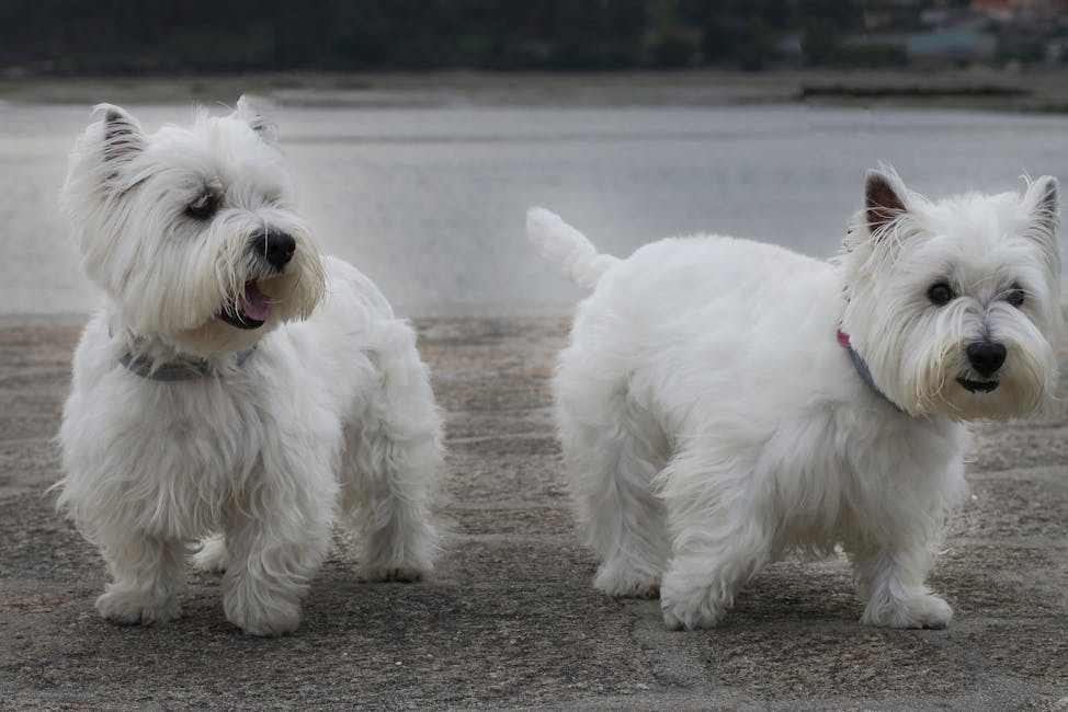 West Highland White Terrier dog training guide - Happy, Loyal, Entertaining Terrier breed from Scotland