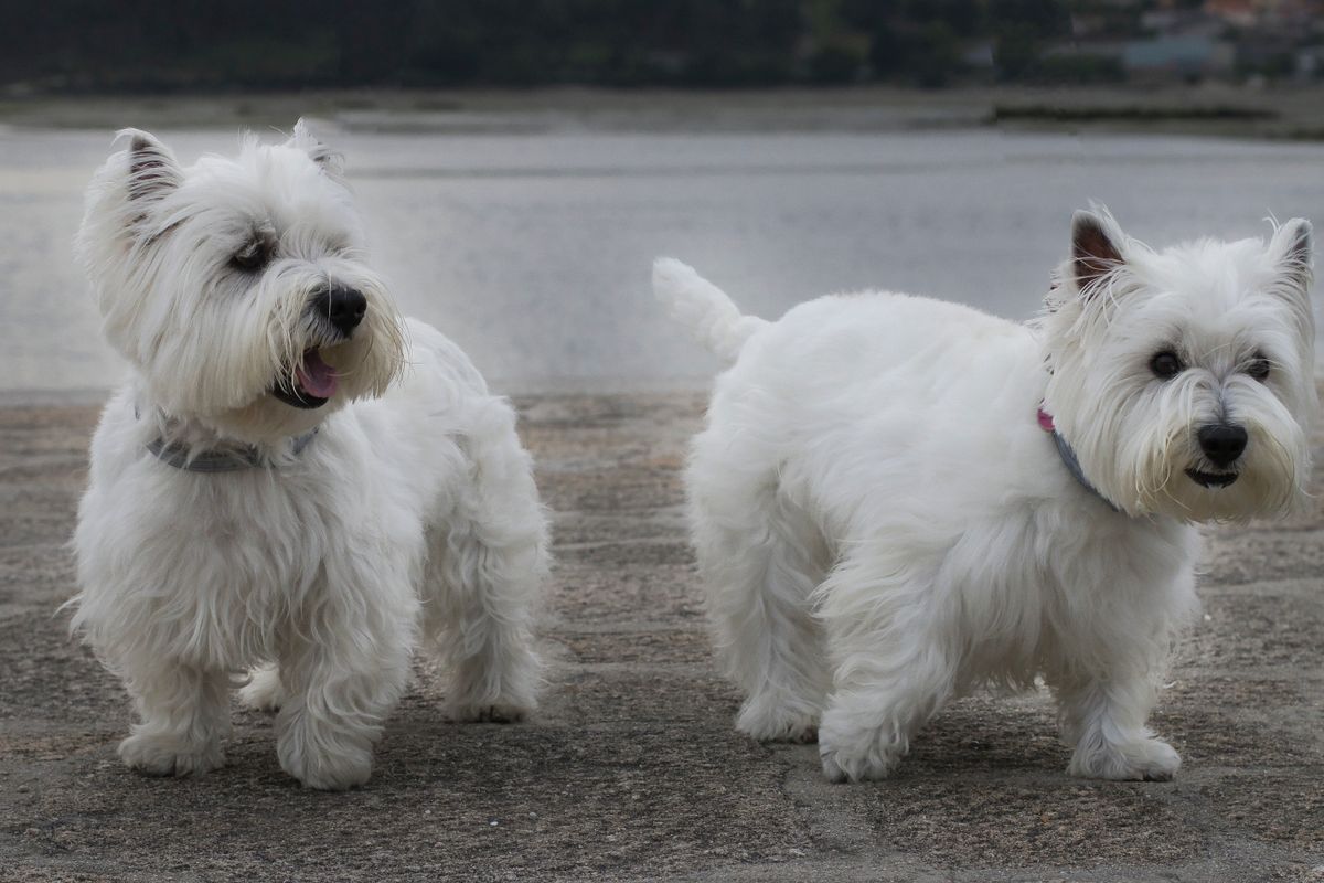 West highland white terrier – hundras