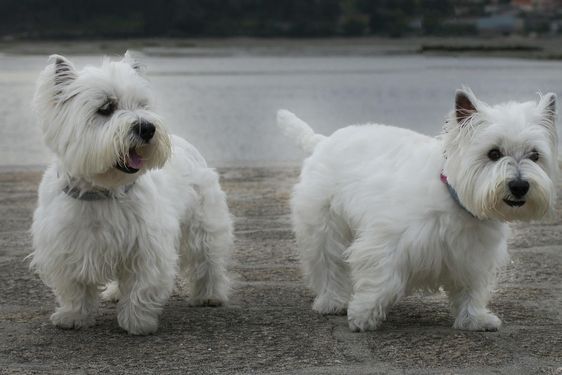 En närbild av två West Highland White Terriers