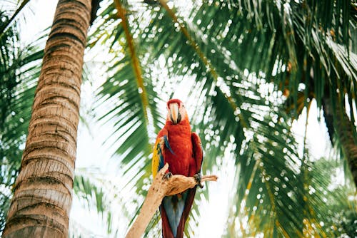 Free Low Angle Shot of Macaw Parrot on a Tree Branch  Stock Photo