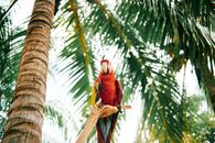 Scarlet Macaw perched on a branch in a lush tropical setting, Nicaragua.