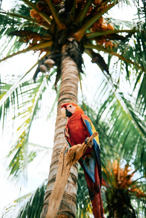 Free Low-Angle Shot of a Macaw Perched on a Wood Stock Photo