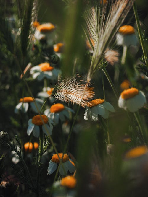 Wheat Grass and White Flowers in Close Up Photography