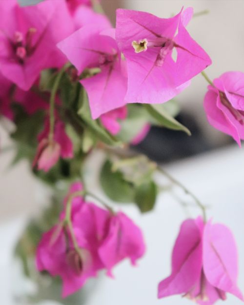 Free Close-up of vibrant pink bougainvillea flowers in natural light, showcasing their delicate texture. Stock Photo