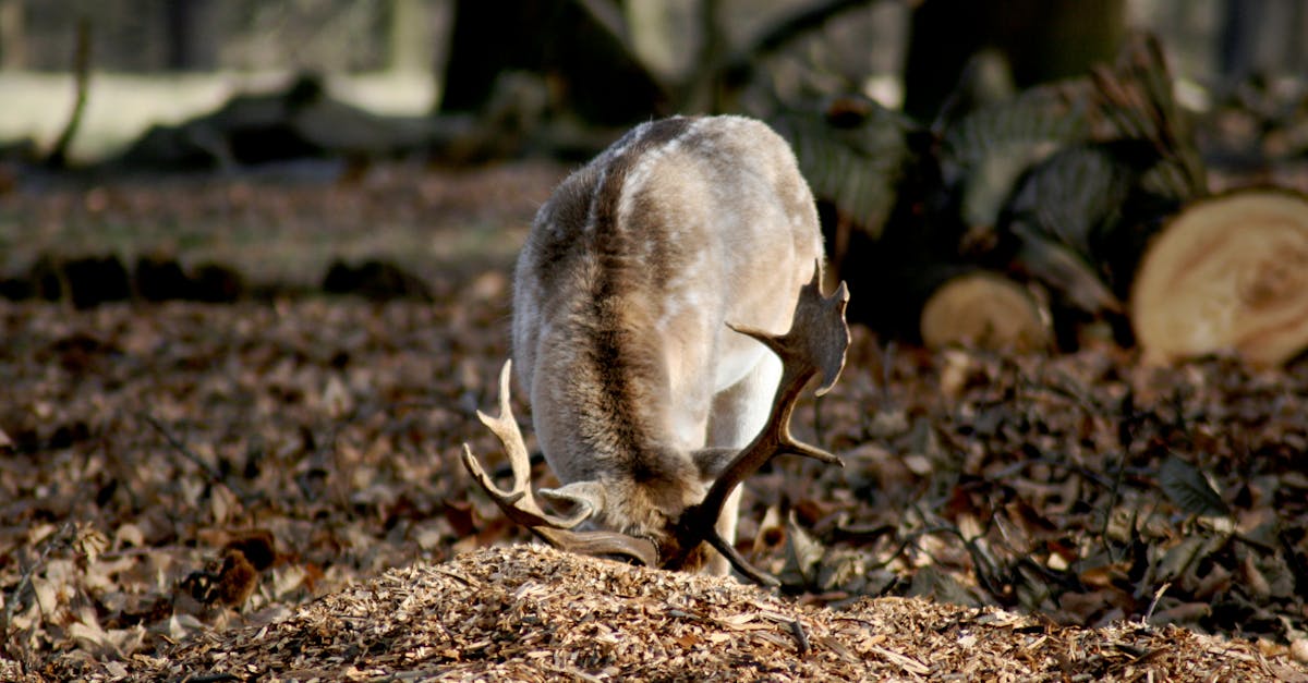 How rare is it to get a fallow deer in adopt me