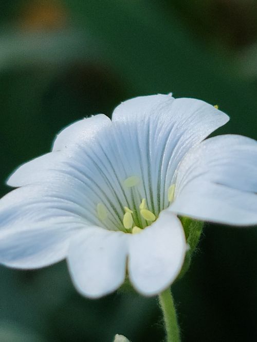 A close-up of a delicate white flower — photo by Bud Jenkins on Pexels
