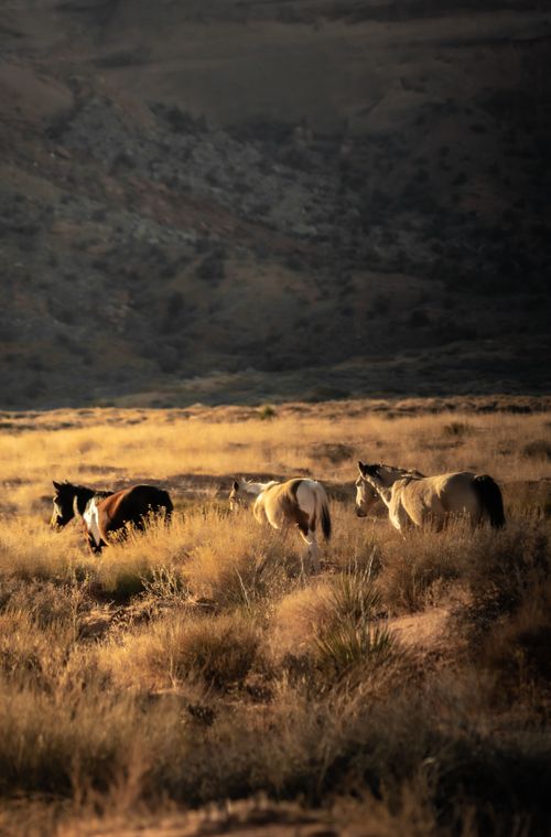 Free Wild horses walking on grassy field against slope of mountain in sunny day Stock Photo