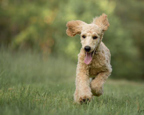 Free Brown Dog Running on Grass Stock Photo