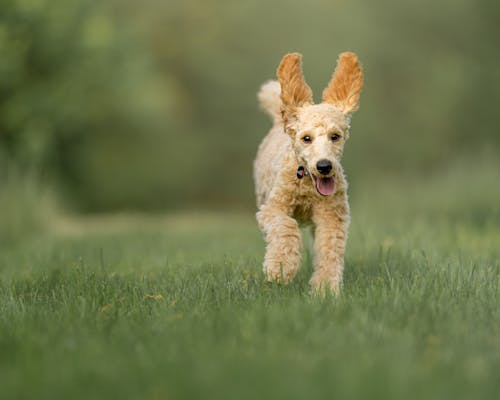 Foto profissional grátis de animal, animal de estimação, cachorro