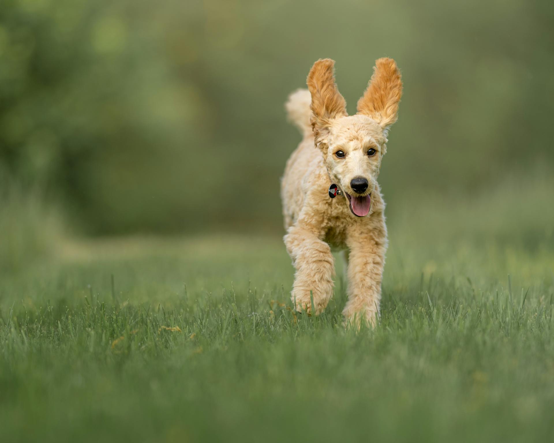 Un caniche dans l'herbe